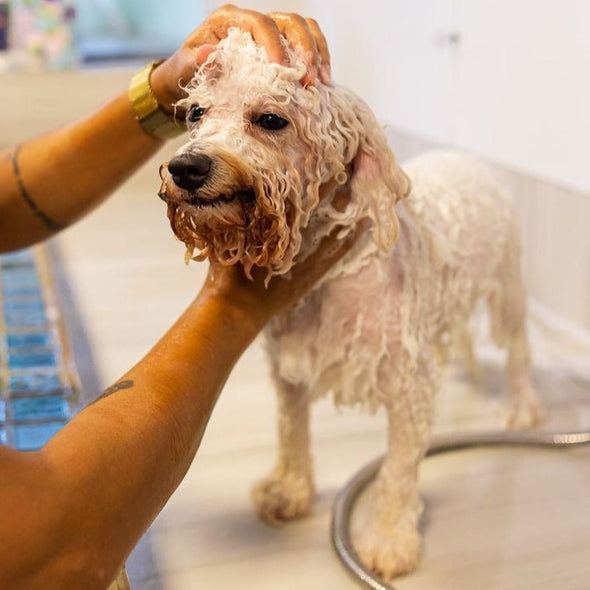 Shampoo Pet de Lavanda para Cães e Gatos - Eco Care