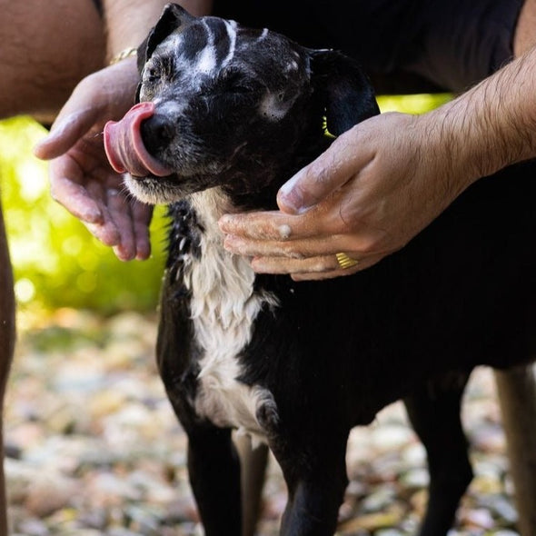 Shampoo Pet Sólido de Lavanda para Cães e Gatos - Eco Care